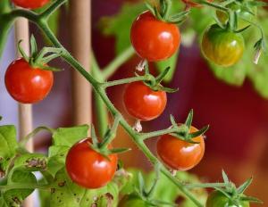 jak a proč zaštipovat rajčata v srpnu