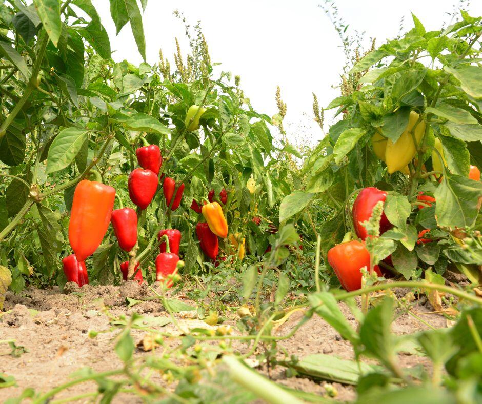 Kdy hnojit rajčata a papriky?
