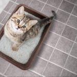 Jak čistit kočičí záchod co nejefektivněji